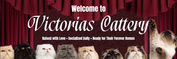 Welcome to Victoria’s Cat